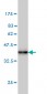 STX5A Antibody (monoclonal) (M01)