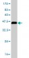 STXBP1 Antibody (monoclonal) (M01)