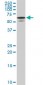 STXBP1 Antibody (monoclonal) (M01)