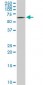 STXBP1 Antibody (monoclonal) (M01)