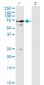 STXBP1 Antibody (monoclonal) (M01)
