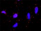 SUFU Antibody (monoclonal) (M01)