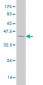 SUGT1 Antibody (monoclonal) (M03)