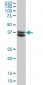 SUGT1 Antibody (monoclonal) (M03)