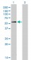 SUOX Antibody (monoclonal) (M01)
