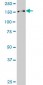 SUPT16H Antibody (monoclonal) (M01)