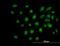 SUPT5H Antibody (monoclonal) (M01)