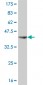 SUPT5H Antibody (monoclonal) (M01)