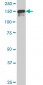 SUPT5H Antibody (monoclonal) (M01)