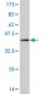 SUPT5H Antibody (monoclonal) (M03)