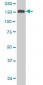 SUPT5H Antibody (monoclonal) (M03)