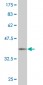 SUPT5H Antibody (monoclonal) (M04)