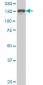 SUPT5H Antibody (monoclonal) (M04)