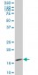 SURB7 Antibody (monoclonal) (M03)