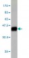 SURB7 Antibody (monoclonal) (M04)