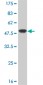 SURB7 Antibody (monoclonal) (M08)