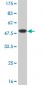 SURB7 Antibody (monoclonal) (M08)