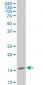 SURB7 Antibody (monoclonal) (M08)