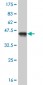 SURB7 Antibody (monoclonal) (M10)