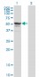 SYMPK Antibody (monoclonal) (M03)