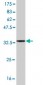 SYN1 Antibody (monoclonal) (M06)