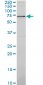 SYN1 Antibody (monoclonal) (M06)