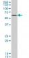 SYN1 Antibody (monoclonal) (M07)