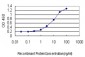 SYNE1 Antibody (monoclonal) (M01)