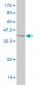 SYNE1 Antibody (monoclonal) (M01)