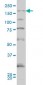 SYNJ1 Antibody (monoclonal) (M01)