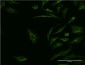 SYT1 Antibody (monoclonal) (M01)