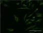 SYT1 Antibody (monoclonal) (M01)