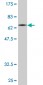 SYT1 Antibody (monoclonal) (M01)