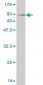 SYT1 Antibody (monoclonal) (M05)