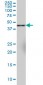 SYT11 Antibody (monoclonal) (M03)