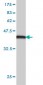 T Antibody (monoclonal) (M01)