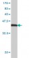 T Antibody (monoclonal) (M01)