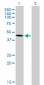 T Antibody (monoclonal) (M01)