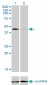 T Antibody (monoclonal) (M01)