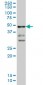 T Antibody (monoclonal) (M02)