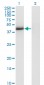 T Antibody (monoclonal) (M02)