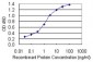 TACC3 Antibody (monoclonal) (M02)