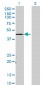 TADA3L Antibody (monoclonal) (M02)