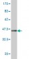 TAF1 Antibody (monoclonal) (M01)