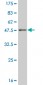 TAF1 Antibody (monoclonal) (M02)