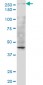 TAF1 Antibody (monoclonal) (M02)
