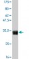 TAF11 Antibody (monoclonal) (M01)