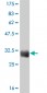 TAF11 Antibody (monoclonal) (M03)