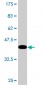 TAF1C Antibody (monoclonal) (M02)