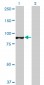 TAF1C Antibody (monoclonal) (M02)
